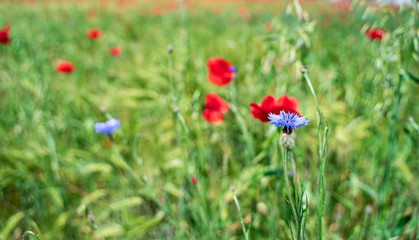 Obraz na płótnie Canvas Field of red poppy flower and cornflowers on spring meadow. Poppies are herbaceous plants, notable as an agricultural weed. Also call corn poppy