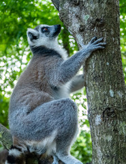 Furry white and grey lemur (latin: lemur catta) climbing the tree in vivid green leaves background. Cheetah's Rock, animal conservation centre on Zanzibar.