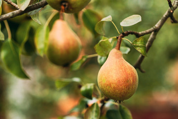 Green Ripe Pear Fruits Of Pyrus on Tree In Summer Vegetable Garden