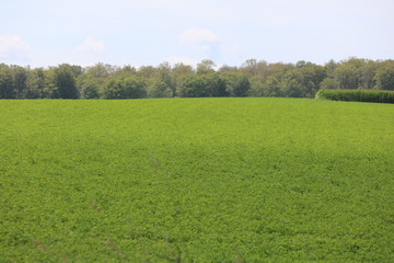 カナダのオンタリオ州、セント・ジェイコブス近辺の農村