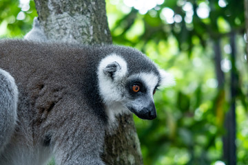 Furry curious white and grey lemur (latin: lemur catta) sitting on the tree with vivid green leaves background. Cheetah's Rock, animal conservation centre on Zanzibar.