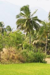 A BEAUTIFUL NATURE IN KERALA 