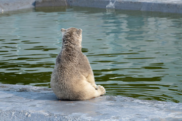 Funny polar white bear cub sitting and looking at water - 372223157