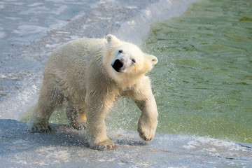 Polar white bear cub shakes off water - 372223169