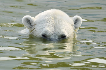 A polar white bear swimming - 372223306