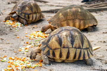 Obraz premium Side view of three Radiated Tortoises (latin: Astrochelys radiata) with brown, figured shell,eating carrot. Critically endangered turtle species. Cheetah's Rock, animal conservation center on Zanzibar
