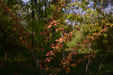 red birch leaves in spring time. betula tree in sun rays