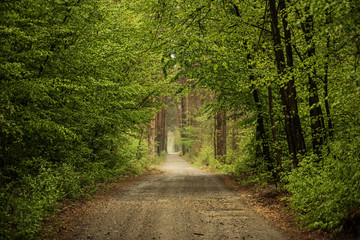 Naklejka premium Dark moody forest