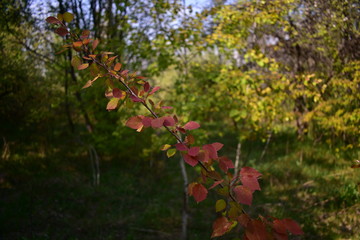 red birch leaves in spring time. betula tree in sun rays