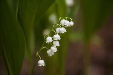 Lily of the valley