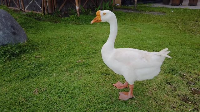 A large white goose stands on a lawn, a large white gander on a green lawn