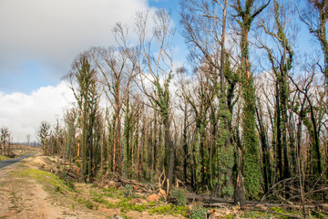 Australian bushfires aftermath: eucalyptus trees damaged by the fire recovering six months after severe bushfires . Imlay Road, NSW.