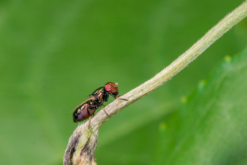 Physiphora Sp fly on branch of tree  flower, Mumbai, Maharashtra, India