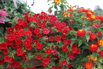 町の彩、カナダのトロント郊外の花