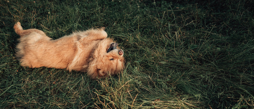 Image Of A Fluffy Dog Lying On The Green Grass Sticking Out Tongue. Wide Angle Shot Of Pet Have Fun In The City Park. Image With Copy Space.
