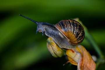 Snail on a lily stalk