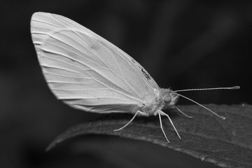 white butterfly on a leaf
