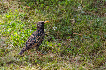black winged blackbird