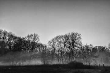 trees in fog