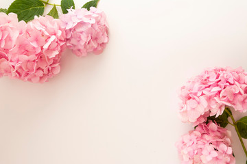 Feminine pink hydrangea flower flat lay frame, copy space, white background