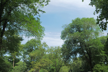 landscape of sky ,clouds, and tree