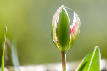 bud of tulip