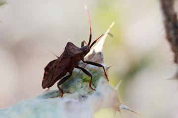 Weevil beetle on thorn. Nature background.