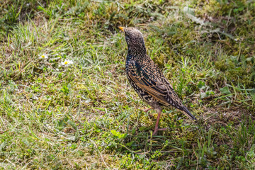 bird on the ground
