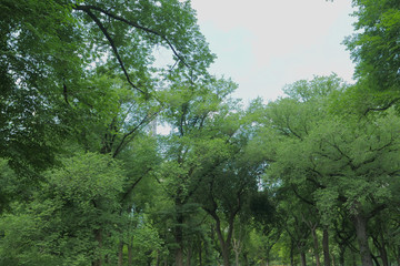 landscape of sky ,clouds, and tree