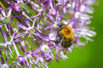 Tree Bumble Bee on a Mauve Allium flower