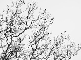 冬の小さな実のある木のシルエット