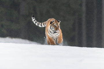 Siberian Tiger running in snow. Beautiful, dynamic and powerful photo of this majestic animal. Set in environment typical for this amazing animal. Birches and meadows