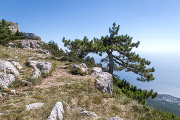Fototapeta na wymiar Crimean pine Pinus pallasiana grows on the edge of a rocky cliff on Mount Ai-Petri above the Black Sea A favorite place for tourists. Russia. Crimea.