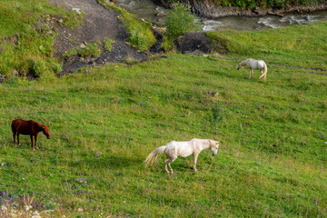Mountain landscape with a horses grazing in a valley, Georgia
