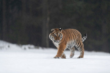 Siberian Tiger running in snow. Beautiful, dynamic and powerful photo of this majestic animal. Set in environment typical for this amazing animal. Birches and meadows