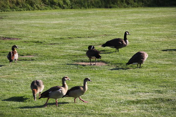 cute birds and pigeons that eat food