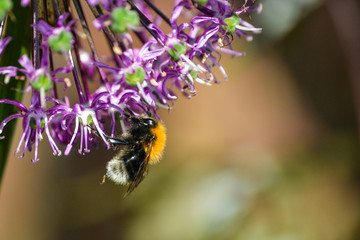 Tree Bumble Bee on a Mauve Allium flower