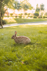 Cute European rabbits grazing grass 