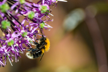 Tree Bumble Bee on a Mauve Allium flower