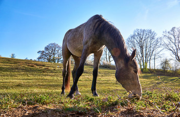 Horse on a green meadow while grazing. With trees and blue sky in the background.