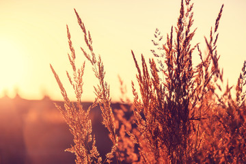 Dry grass in the setting sun, beautiful details of nature. Natural background and texture.
