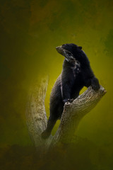 South american black spectacled bear climbing a tree