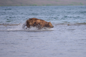 Ruling the landscape, brown bears of Kamchatka (Ursus arctos beringianus)