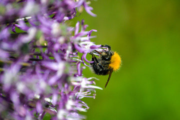 Tree Bumble Bee on a Mauve Allium flower