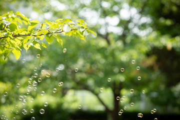 森の中のシャボン玉