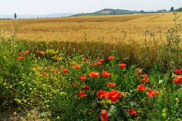 Italy Tuscany Alberese Grosseto, ripe wheat field