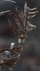 Feuilles de fougère recroquevillées, dans un décor sombre et froid, typique de l'environnement forestier en hiver