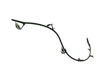 Bush grape or three-leaved wild vine cayratia (Cayratia trifolia) liana ivy plant bush, nature frame jungle border isolated on white background, clipping path included. © nature design