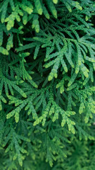 Green branches of a coniferous tree. Can be used as a texture or background.