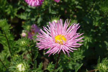 Fototapeta premium Close shot of pink flower of China aster with thread like petals